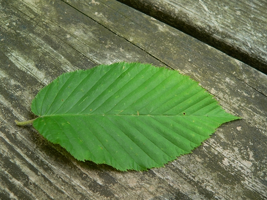 {Betula lenta}